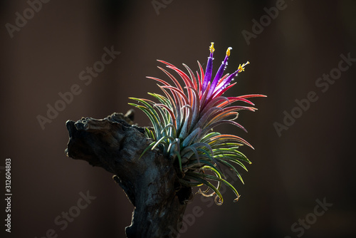 Beautiful air plant flowers in the garden