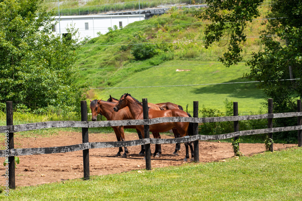 Bright brown horses are seen in their pen in a local town in the Smokey Mountains of North Carolina.