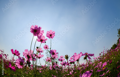 Beautiful pink cosmos with sun light on blue sky background 