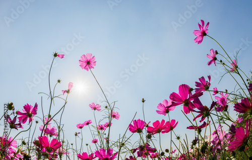 Beautiful pink cosmos with sun light on blue sky background 