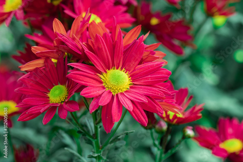 Beautiful  chrysanthemums close up in autumn Sunny day in the garden. Autumn flowers. Flower head