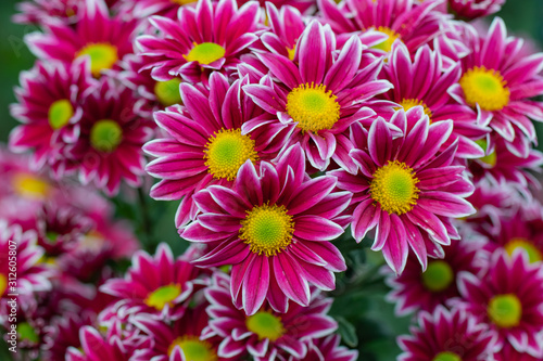Beautiful  chrysanthemums close up in autumn Sunny day in the garden. Autumn flowers. Flower head