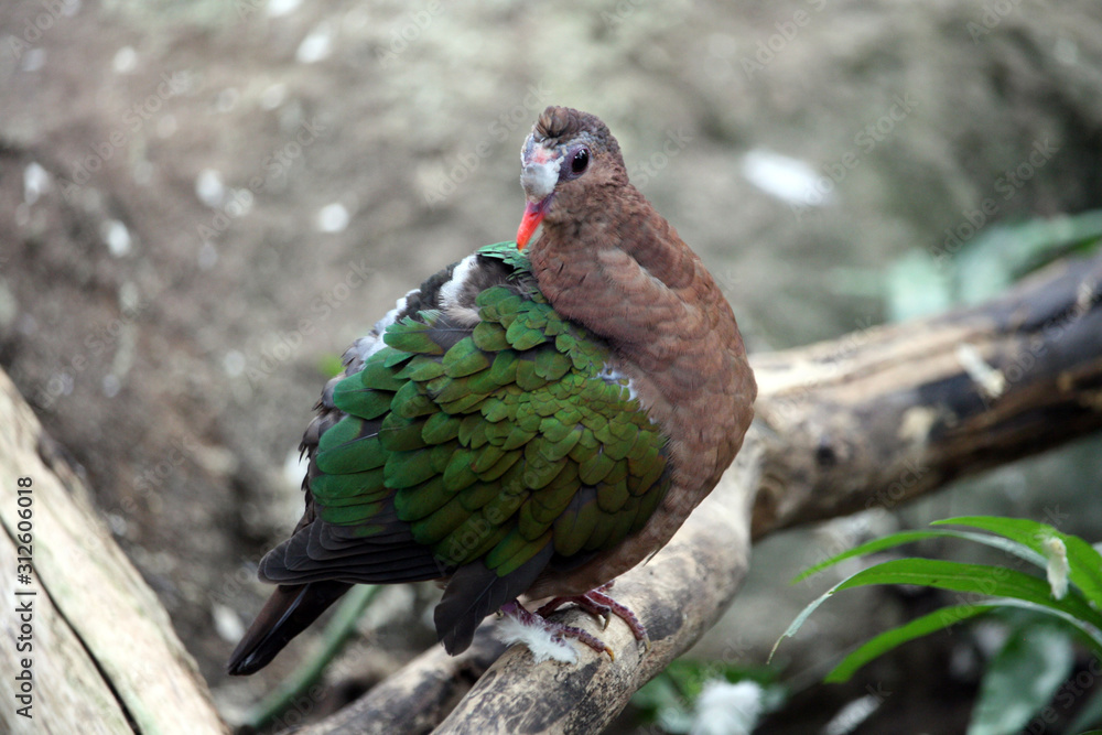 Φωτογραφία Common emerald dove, Chalcophaps indica, bird of South-Asia