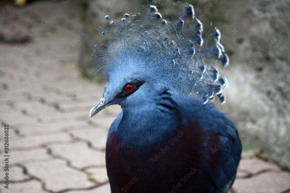 Φωτογραφία Victoria Crowned Pigeon, Goura victoria, ground-dwelling dove of the tropics