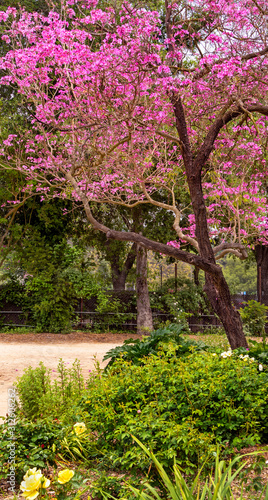 Cherry tree in bloom in a beautiful botanical garden setting with a dirt footpath.
