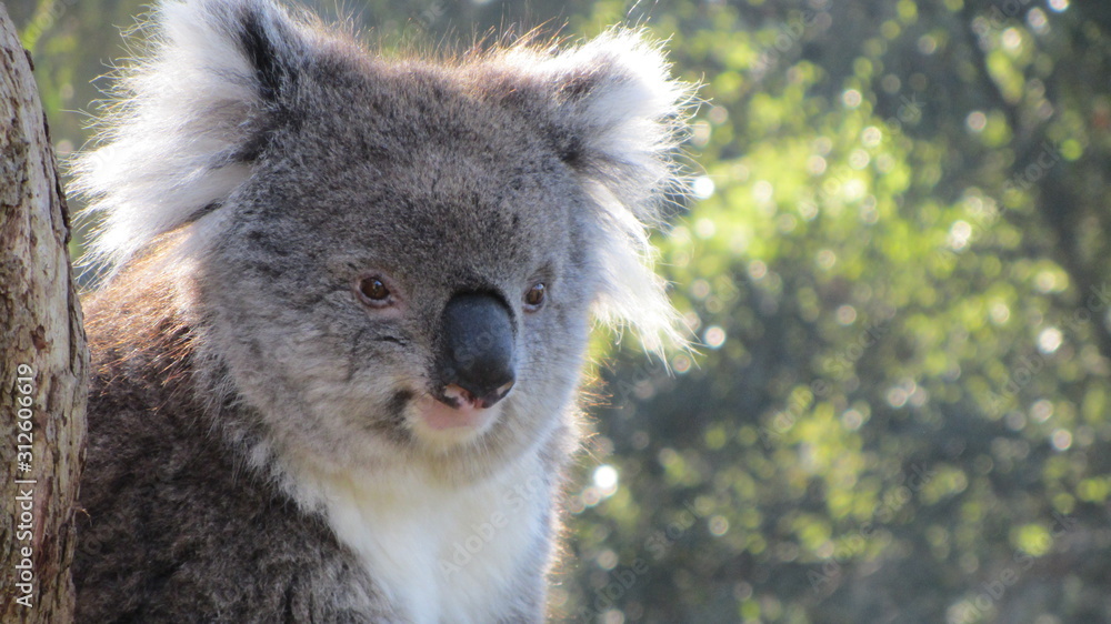 Naklejka premium koala in tree