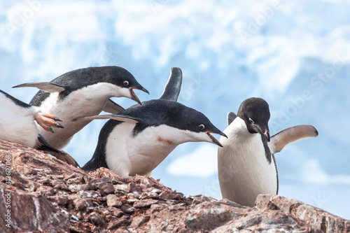 Adele penguin in Antarctica photo