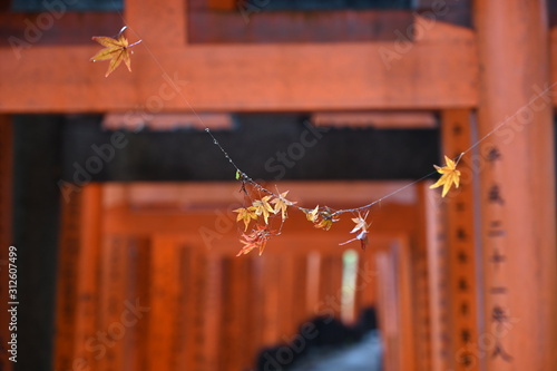 Autumn at Fushimi Inari Taisha, Kyoto, Japan photo