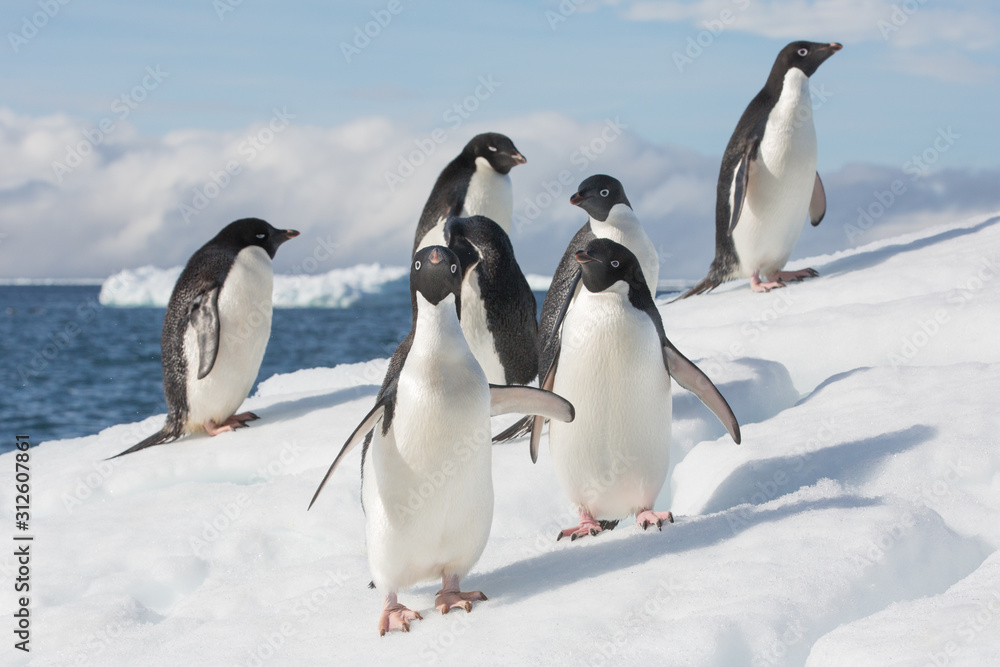 Obraz premium Adele Penguin on Ice in Antarctica