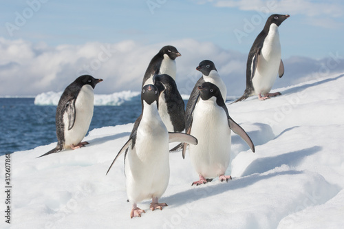 Adele Penguin on Ice in Antarctica © Sam