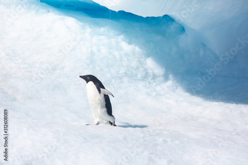 Adele penguin in Antarctica photo