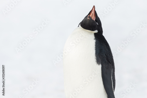 Adele penguin in Antarctica photo