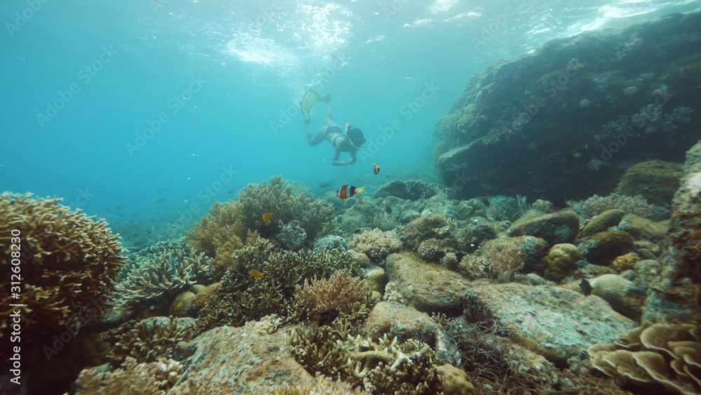 A young woman in a bikini and snorkeling mask swimming underwater at a sanctuary A young woman in a bikini and snorkeling mask swimming underwater at a sanctuary