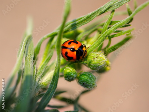 Lady bug sitting on a plant © Elias Bitar