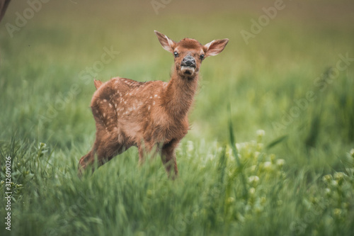 Portrait of a newborn fawn in the Spring