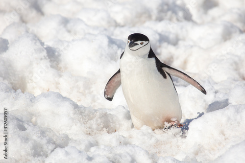 Chinstrap Penguin in Antarctica
