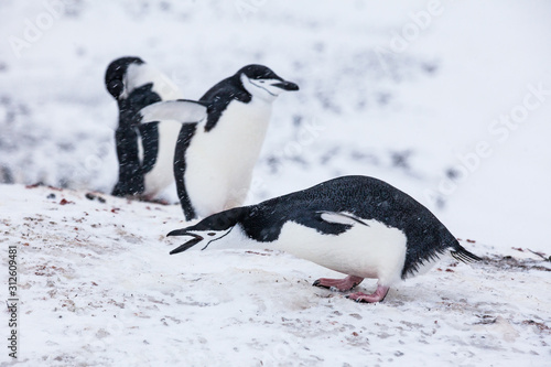 Chinstrap Penguin in Antarctica