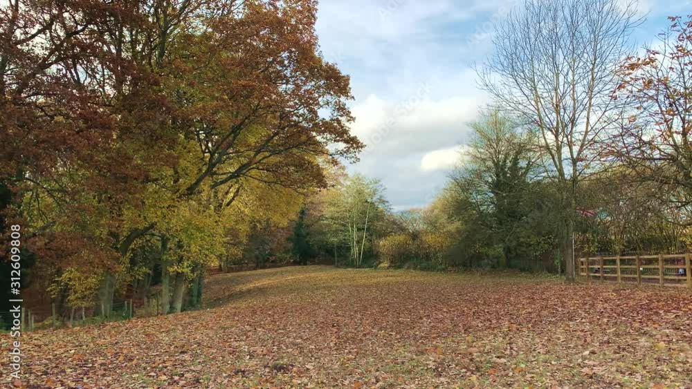 Orange and Brown Autumn Leaves Falling from Trees Surrounding a Grassy Paddock 4K Orange and Brown Autumn Leaves Falling from Trees Surrounding a Grassy Paddock 4K