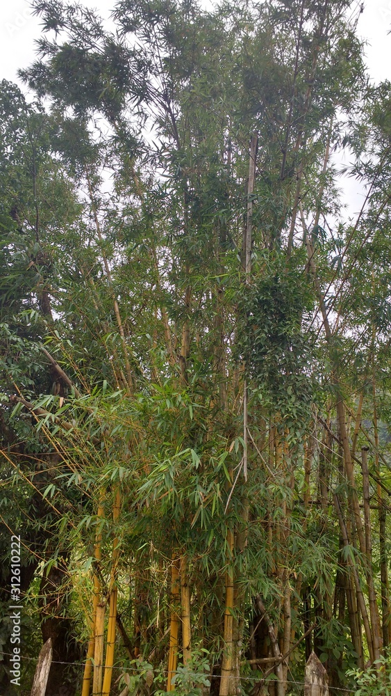 Fototapeta premium trees in forest