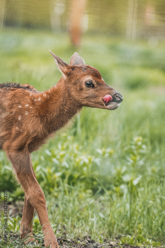Portrait of a newborn fawn in the Spring Portrait of a newborn fawn in the Spring