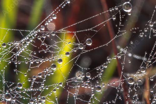 water drop on web