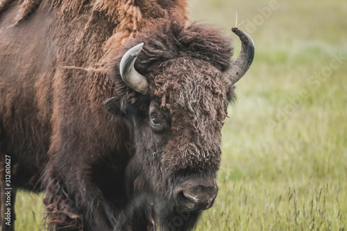 The iconic and powerful Bison bull