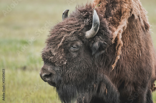 The iconic and powerful Bison bull