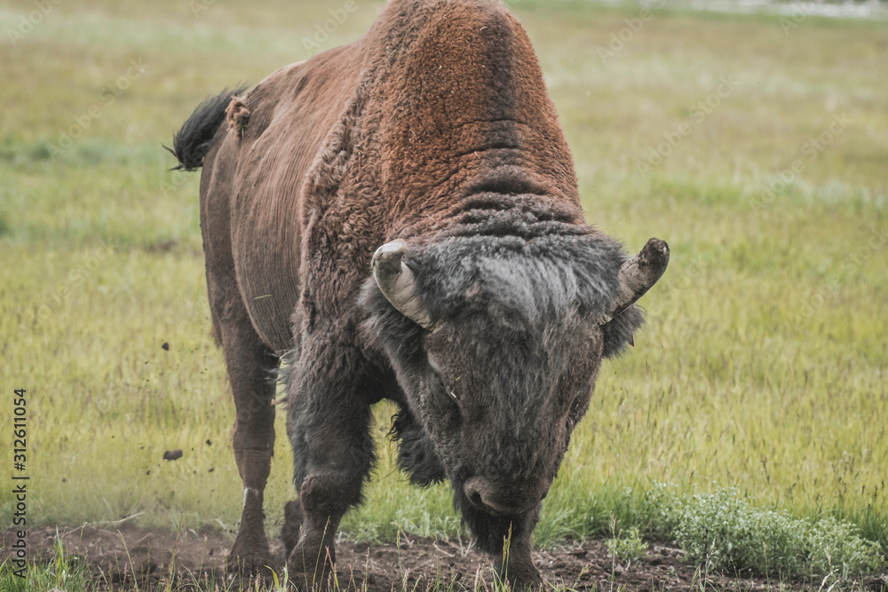The iconic and powerful Bison bull The iconic and powerful Bison bull