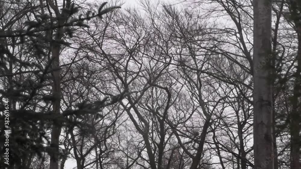 beech and spruce trees waving in strong wind beech and spruce trees waving in strong wind