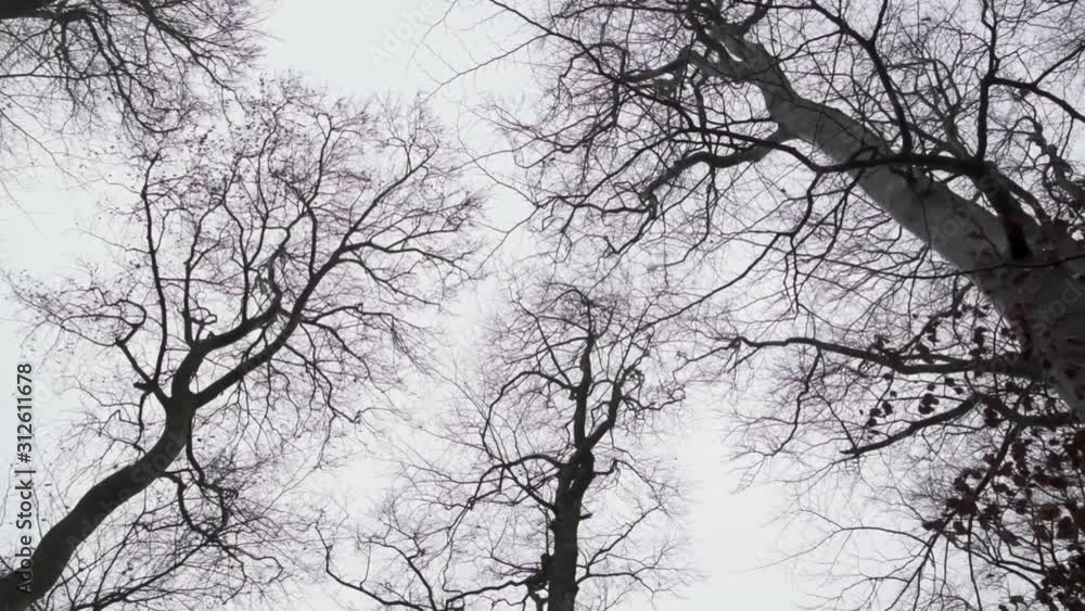 bare beech trees moving in strong wind bare beech trees moving in strong wind