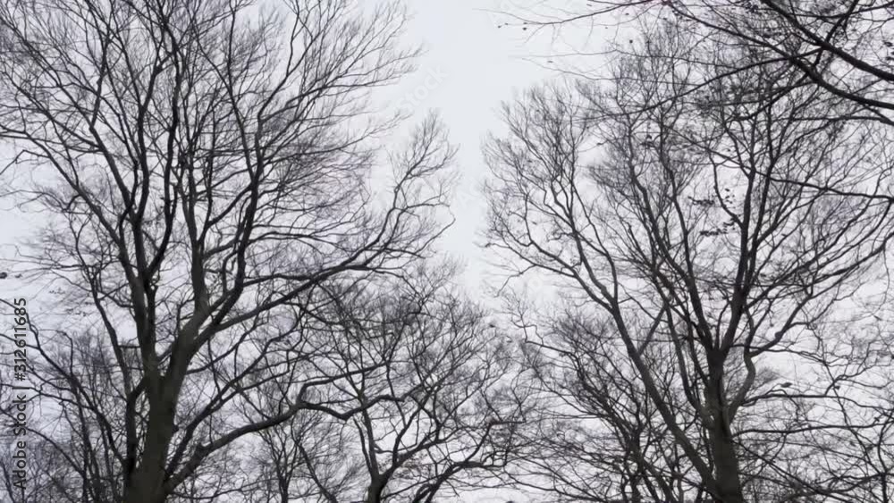 bare beech trees swaying in strong wind in slow motion bare beech trees swaying in strong wind in slow motion