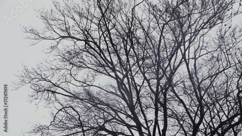 Wallpaper Mural bare beech treetop swaying in strong wind in autumn Torontodigital.ca