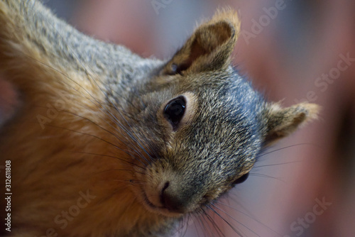 Squirrel watching you
