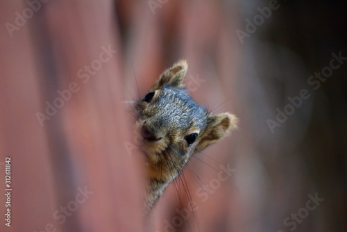 Squirrel Peek