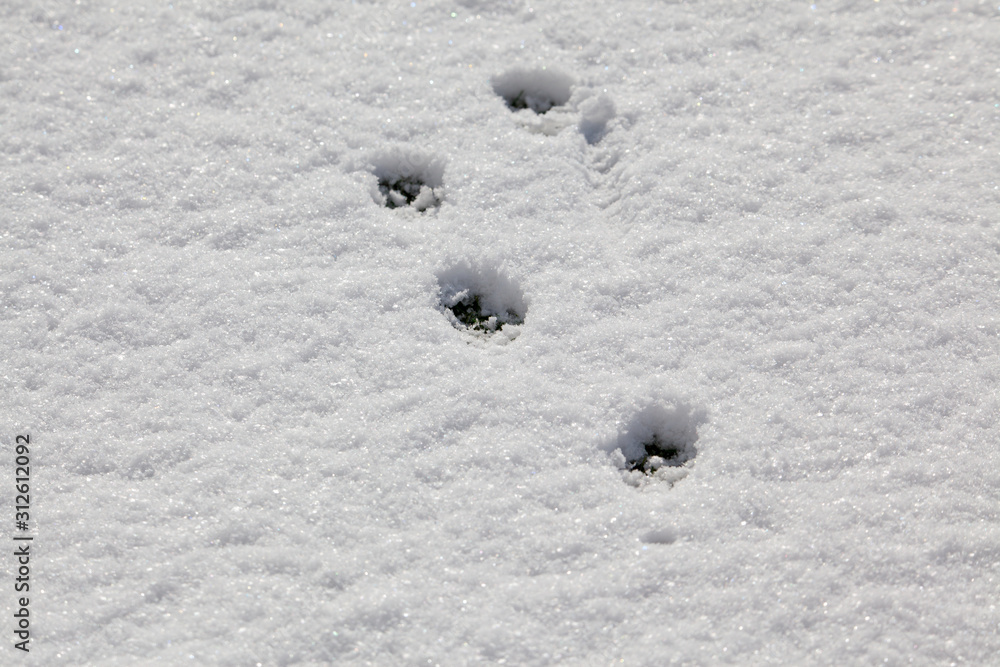 snow & dog footprint