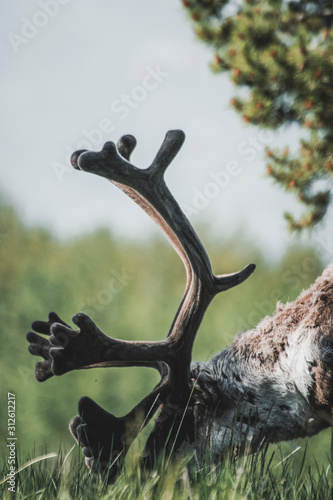 Northern Caribou in the Summer