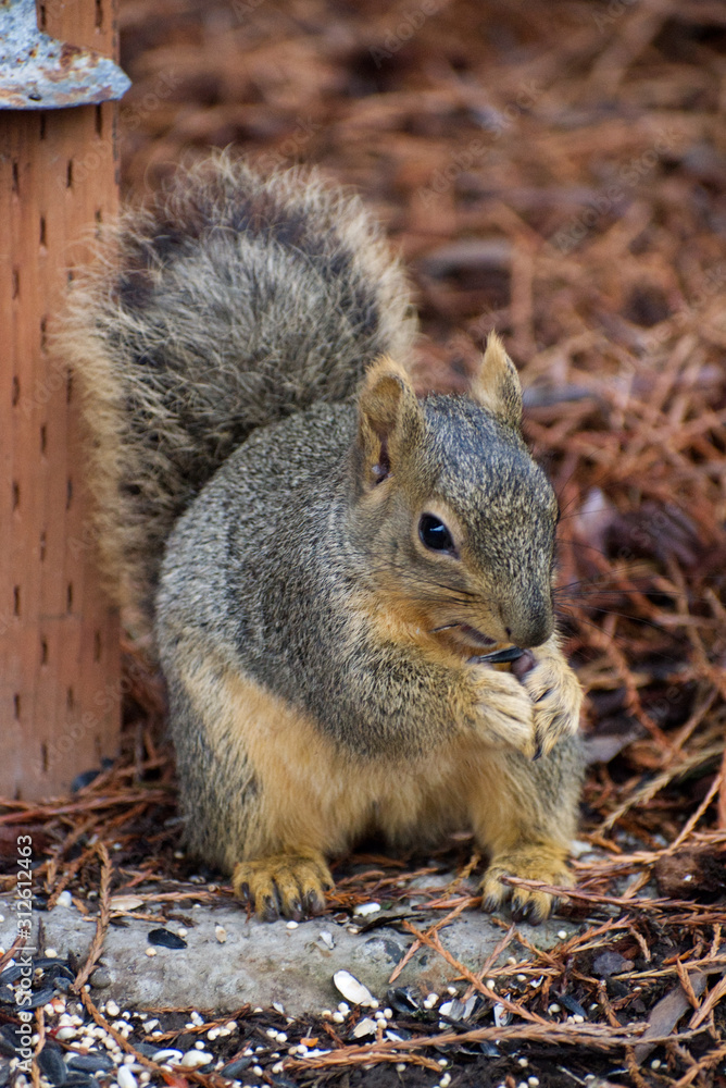 squirrel eating nut squirrel eating nut