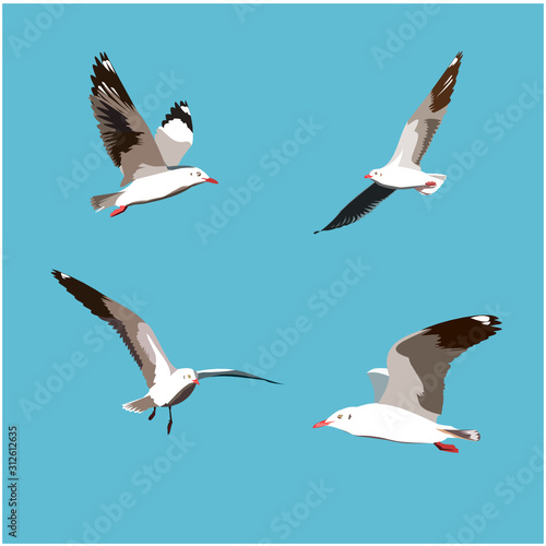 Set of seagull bird flying isolated on blue background,  Four Seabird fly on sky