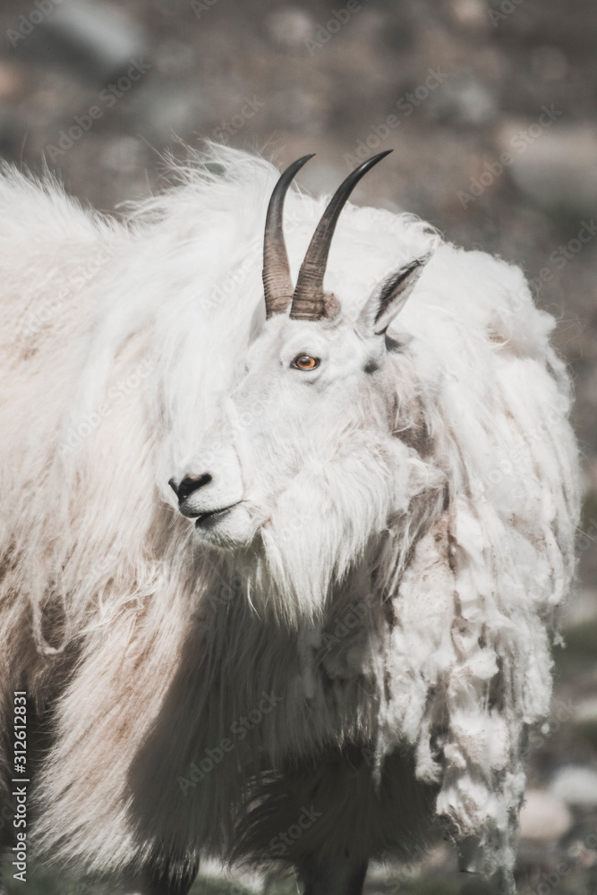 A Mountain goat in the Mountains A Mountain goat in the Mountains