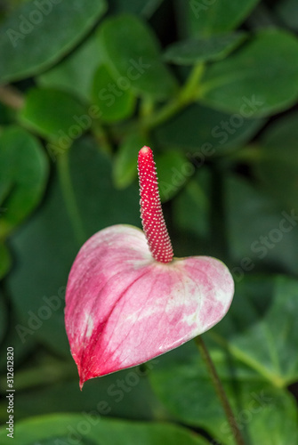 Anthurium Flamingo Flower, Princess Amalia Elegance Variety photo