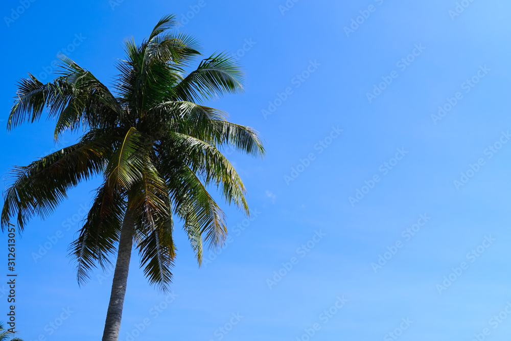 Palm Tree with A Clear Sky Background