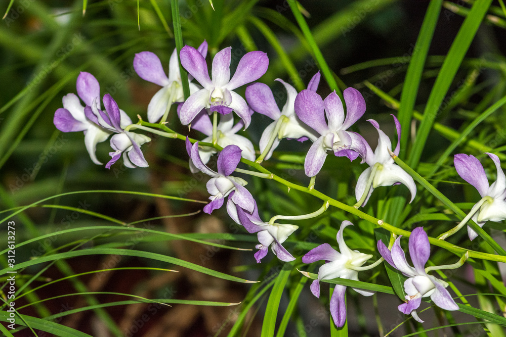 Dendrobium, Dendrobium Sunan Blue, Orchidaceae