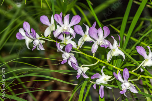 Dendrobium, Dendrobium Sunan Blue, Orchidaceae