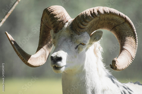A dall's sheep ram with super big horns