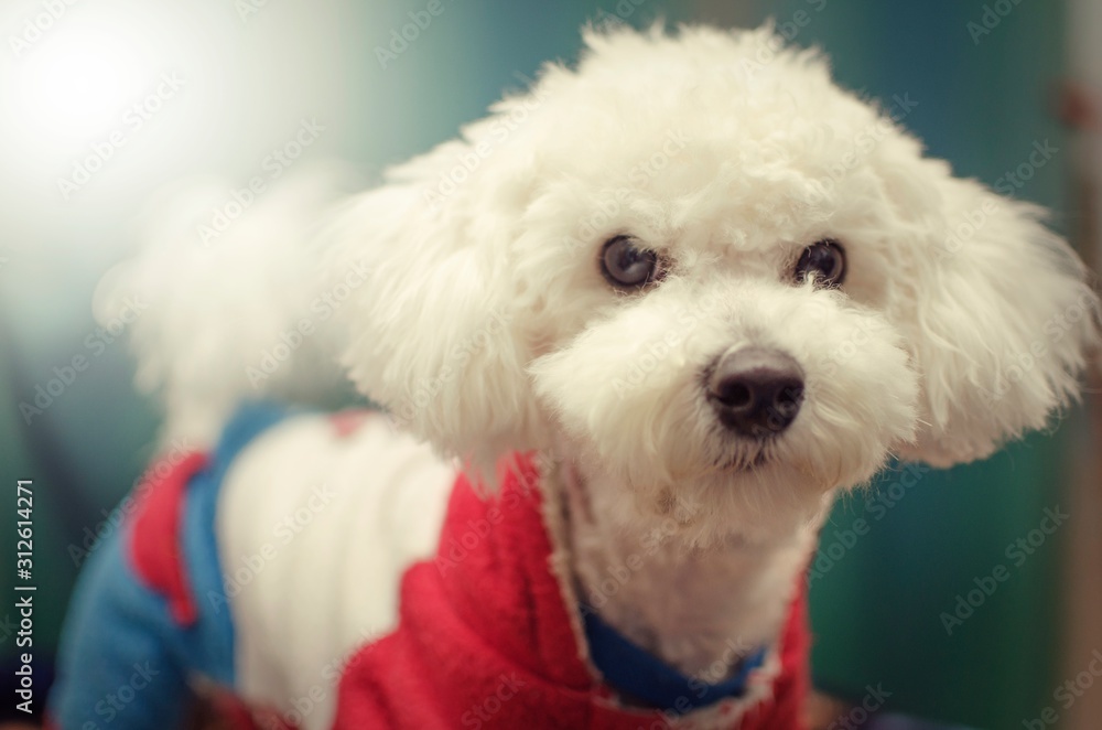 Bichon Frise Bichon Frise