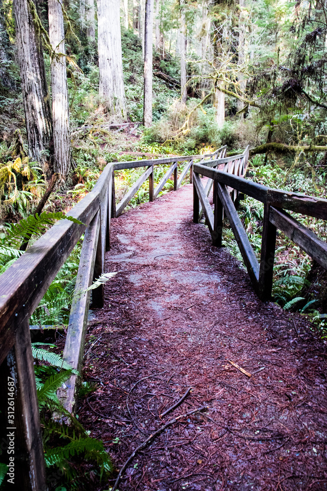 James Irvine trail to Fern Canyon Loop through the Redwoods California James Irvine trail to Fern Canyon Loop through the Redwoods California