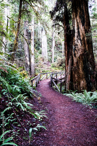 James Irvine trail to Fern Canyon Loop through the Redwoods California