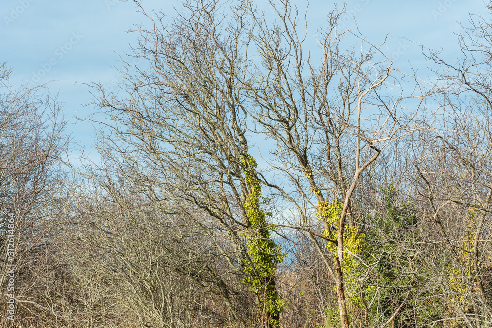 two tall leafless trees with trucks covered with green leaves among other leafless bushes on the coast under cloudy blue sky two tall leafless trees with trucks covered with green leaves among other leafless bushes on the coast under cloudy blue sky