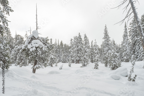 Bosques de Nieve © Miguel