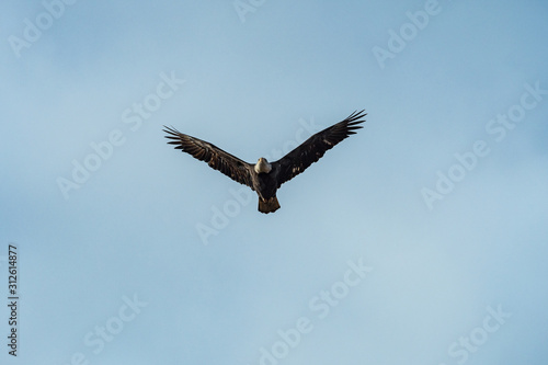 one bald eagles span its wings flew over head under cloudy sky